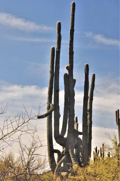 cactus